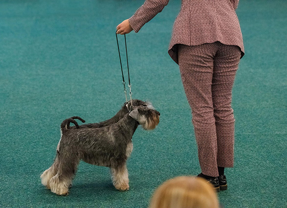 Clarabella Peppersdegabritho: Peppersdegabritho - Zwergschnauzer / Miniature Schnauzer Clarabella Peppersdegabritho: Peppersdegabritho - Zwergschnauzer / Miniature Schnauzer