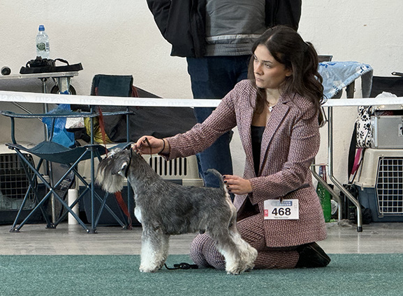 Clarabella Peppersdegabritho: Peppersdegabritho - Zwergschnauzer / Miniature Schnauzer Clarabella Peppersdegabritho: Peppersdegabritho - Zwergschnauzer / Miniature Schnauzer
