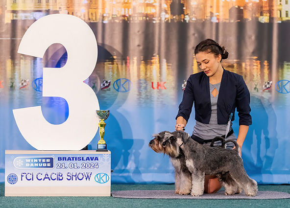 Clarabella Peppersdegabritho: Peppersdegabritho - Zwergschnauzer / Miniature Schnauzer Clarabella Peppersdegabritho: Peppersdegabritho - Zwergschnauzer / Miniature Schnauzer