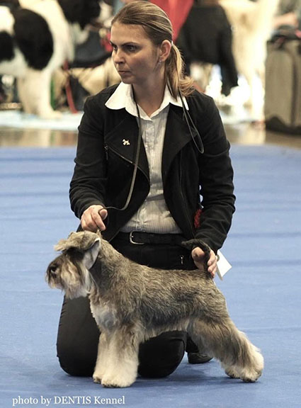 Clarabella Peppersdegabritho: Peppersdegabritho - Zwergschnauzer / Miniature Schnauzer Clarabella Peppersdegabritho: Peppersdegabritho - Zwergschnauzer / Miniature Schnauzer