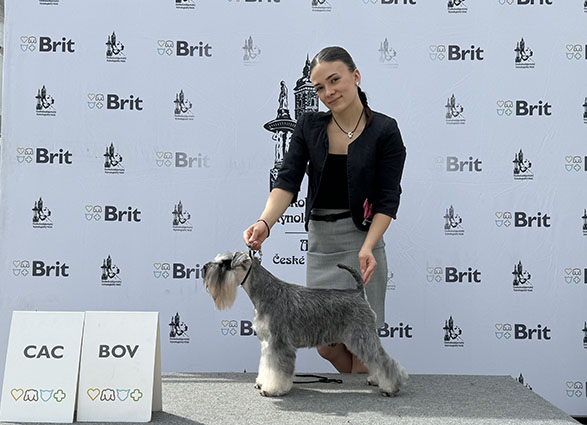 Rock The Boat Peppersdegabritho: Peppersdegabritho - Zwergschnauzer / Miniature Schnauzer Rock The Boat Peppersdegabritho: Peppersdegabritho - Zwergschnauzer / Miniature Schnauzer