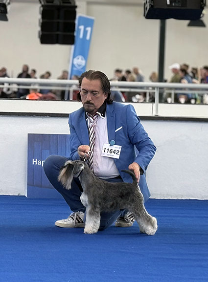 Victory Superman Coricelesti Peppergabito: Peppersdegabritho - Zwergschnauzer / Miniature Schnauzer Victory Superman Coricelesti Peppergabito: Peppersdegabritho - Zwergschnauzer / Miniature Schnauzer