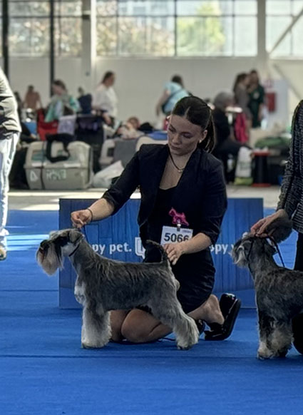 Rock The Boat Peppersdegabritho: Peppersdegabritho - Zwergschnauzer / Miniature Schnauzer Rock The Boat Peppersdegabritho: Peppersdegabritho - Zwergschnauzer / Miniature Schnauzer