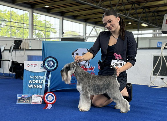 Rock The Boat Peppersdegabritho: Peppersdegabritho - Zwergschnauzer / Miniature Schnauzer Rock The Boat Peppersdegabritho: Peppersdegabritho - Zwergschnauzer / Miniature Schnauzer