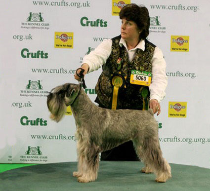 Peppersdegabritho Zwergschnauzer / Miniature Schnauzer