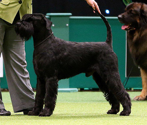 Crufts 2013