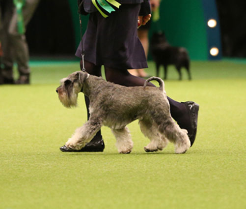 Crufts 2013