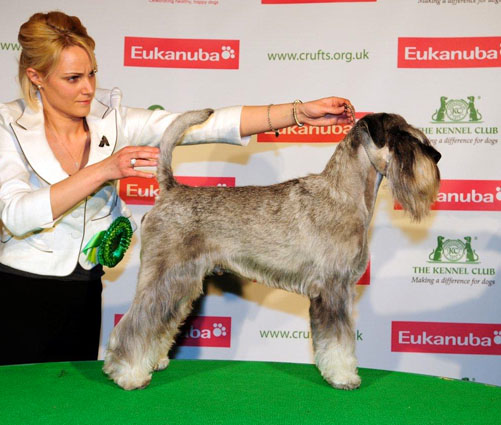 Crufts 2013