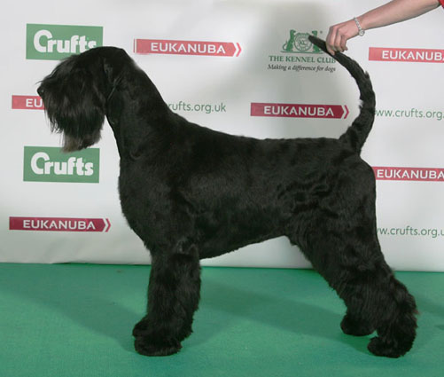 Crufts 2014