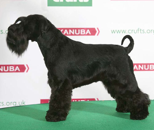 Crufts 2014