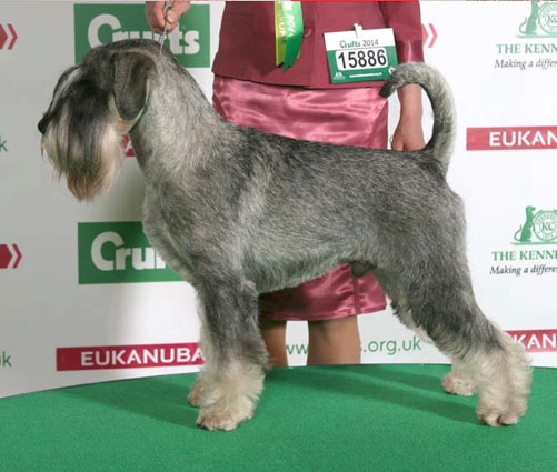 Crufts 2014