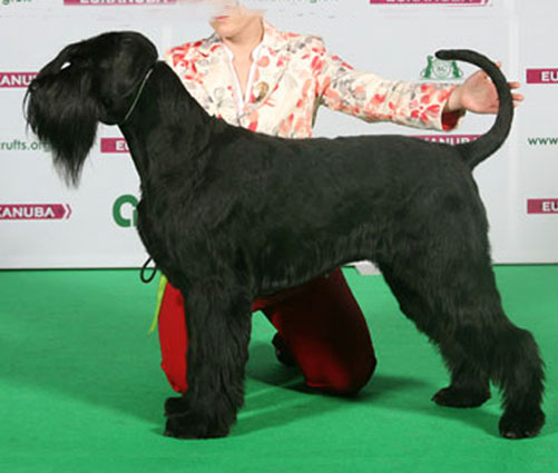 Crufts 2013