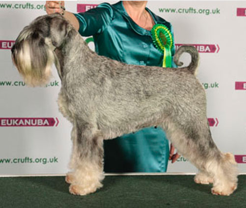 Crufts 2013