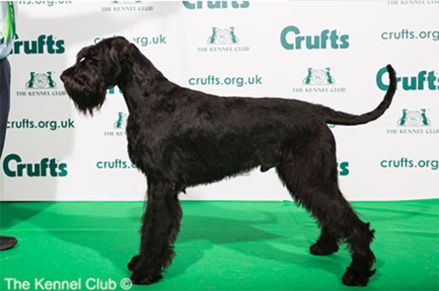 Crufts 2020
