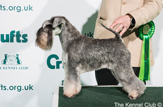 Crufts 2020