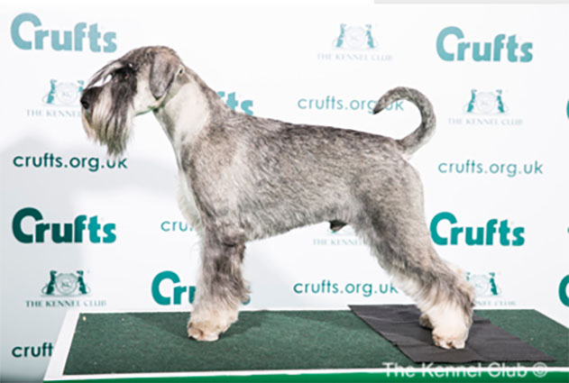 Crufts 2020